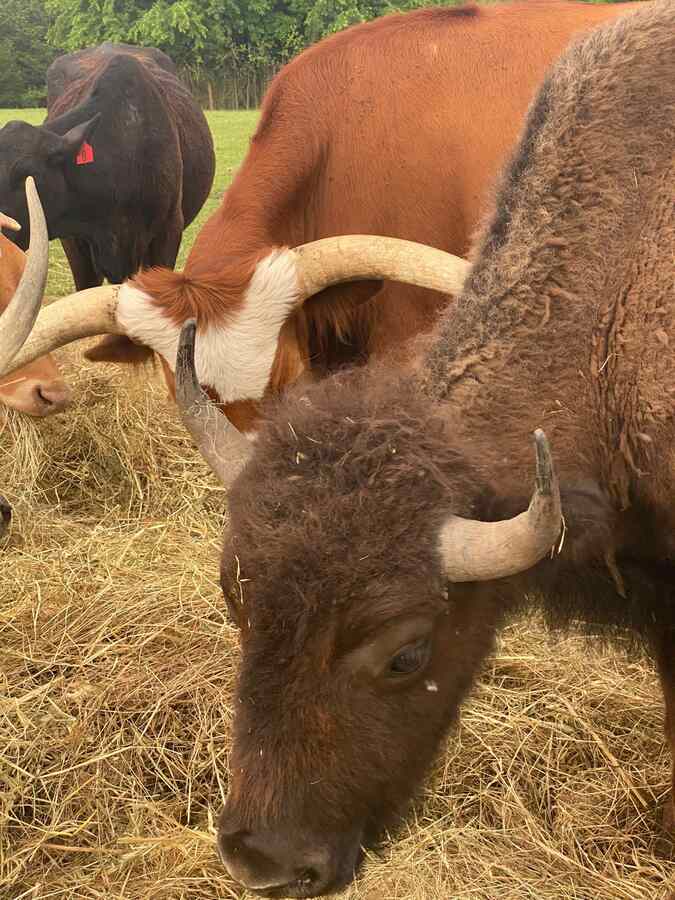 Pippens Place Cow Feeding