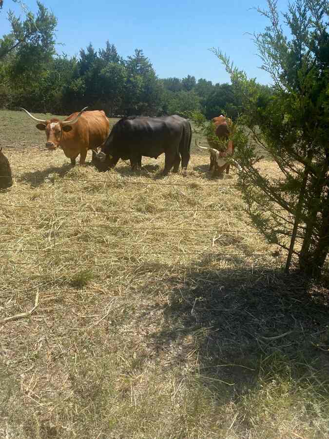 Pippens Place Cows