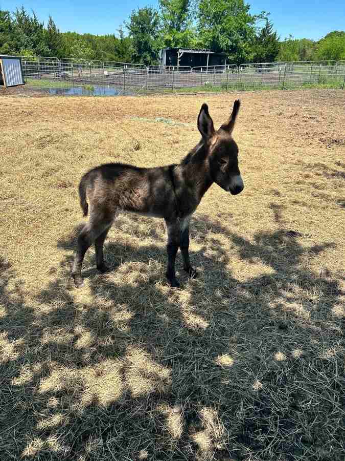 Pippens Place Donkey