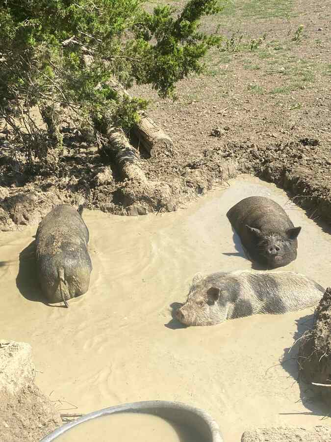 Pippens Place Pigs