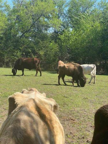 Pippens Place Animals Texas